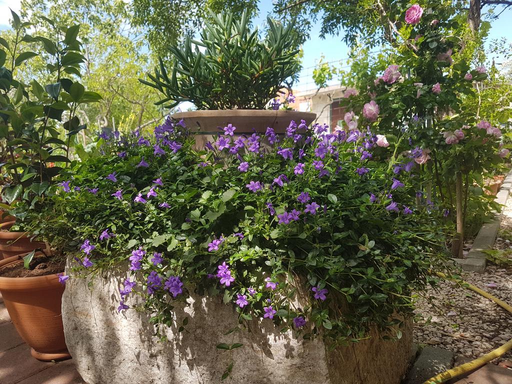 Apartment Adis Šibenik Dış mekan fotoğraf